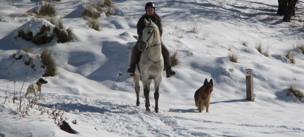 Horses Sierra Nevada (winter)