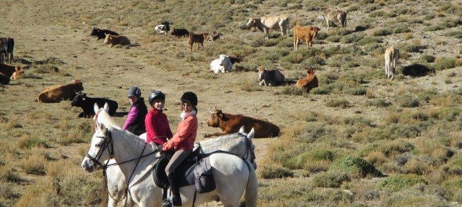 Sierra Nevada Horse Riding: cows