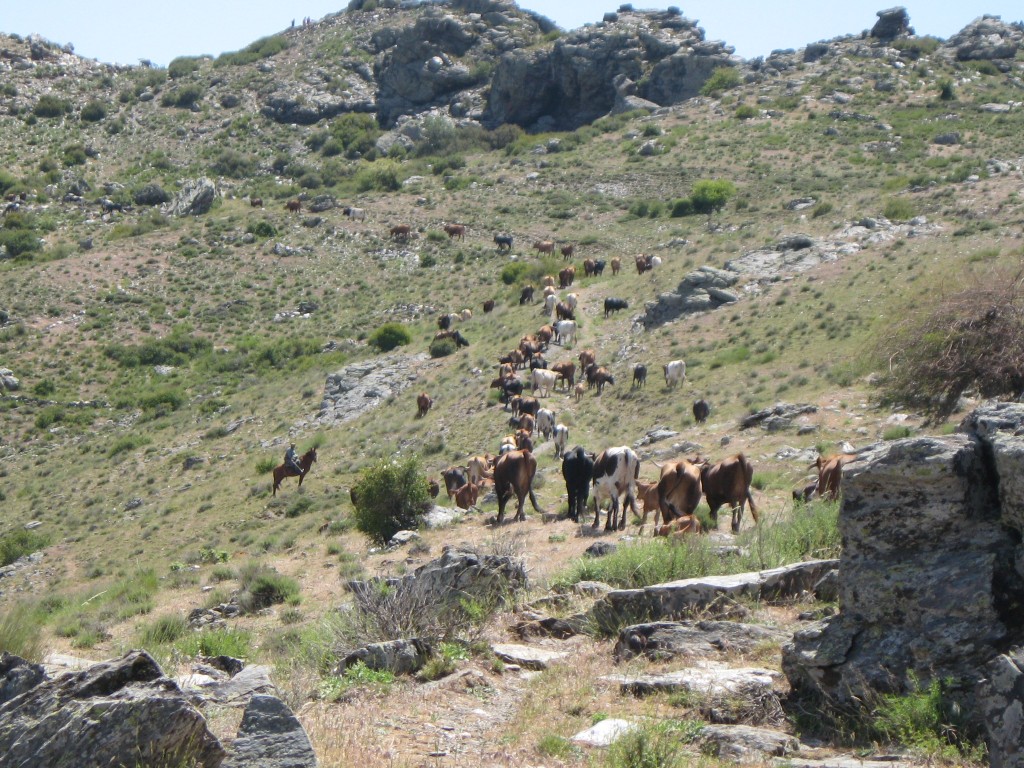 Sierra Nevada Horse Riding