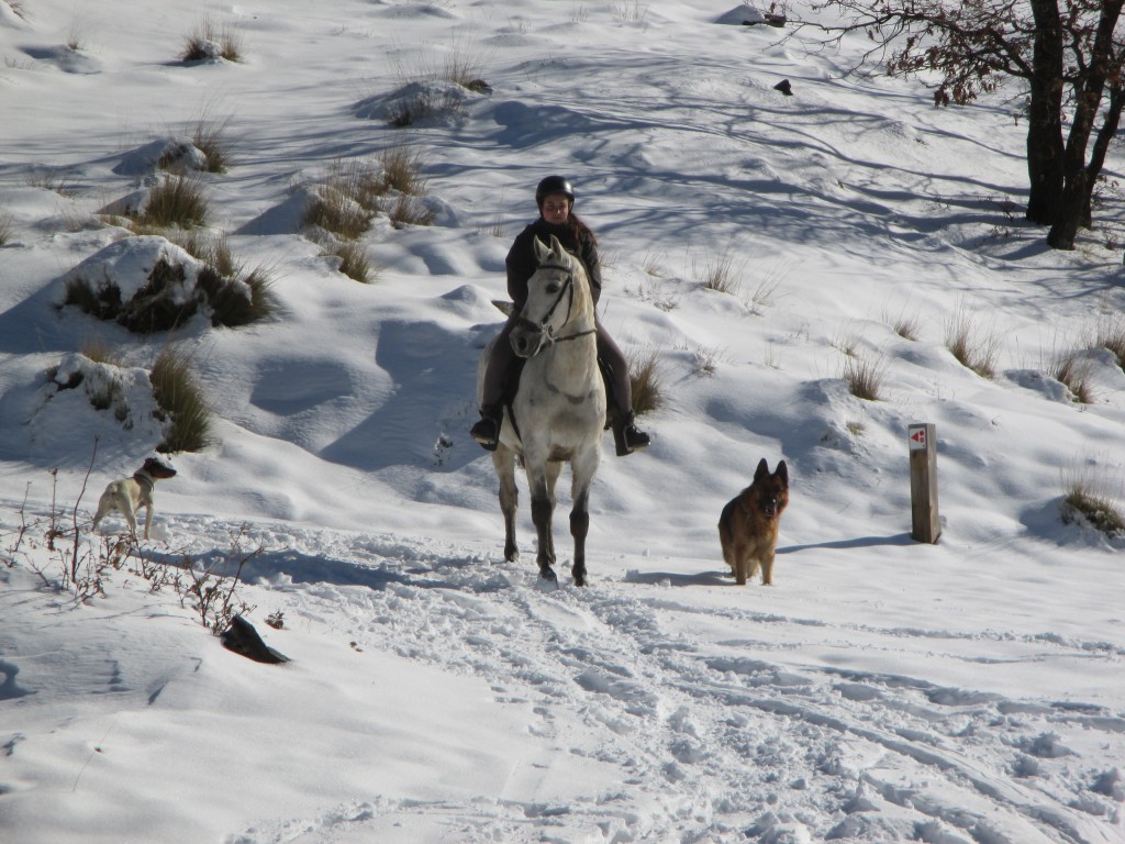 horse sierra nevada