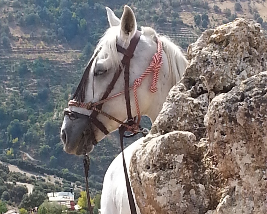 spain horse riding