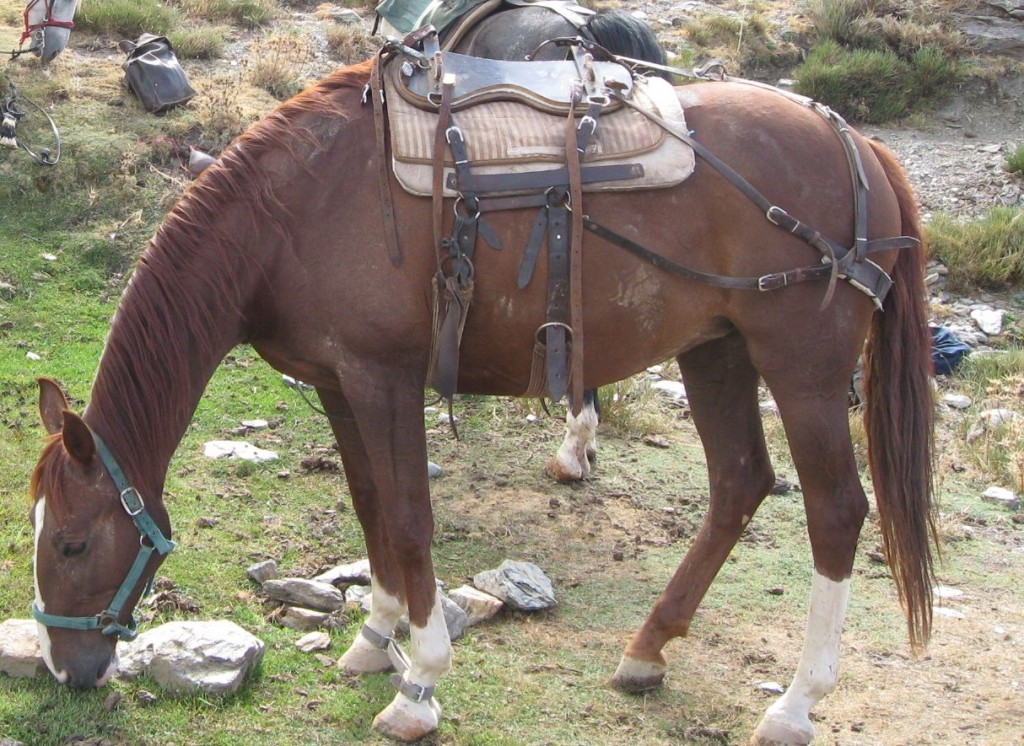 sparehorsetack