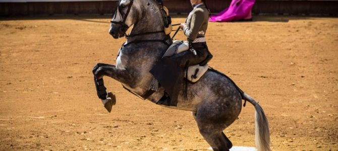 Horse Riding + Bullfighting with horses (Rejoneo)